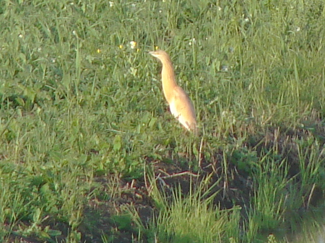 Sgarza ciuffetto